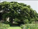 Cedar of Lebanon